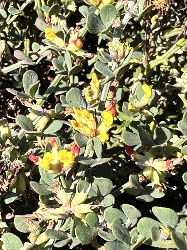 Rush Broom (Acmispon junceus)