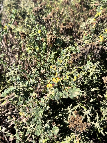 Acmispon junceus, photograph 5
