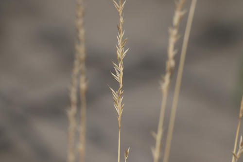 mountain fescue (Festuca saximontana)