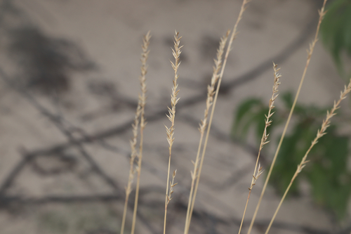 Festuca saximontana, photograph 2
