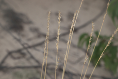 Festuca saximontana, photograph (c) Dustin Snider, some rights reserved (CC BY)