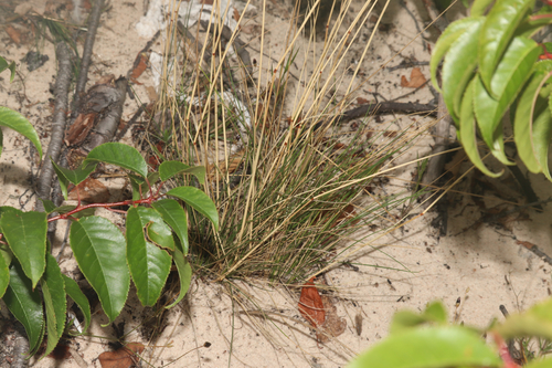 Festuca saximontana, photograph 3