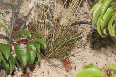 Festuca saximontana, photograph (c) Dustin Snider, some rights reserved (CC BY)
