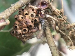 Callirhytis serricornis