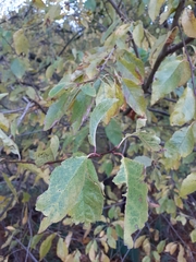 Malus dasyphylla