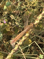 Crocothemis servilia