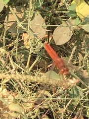 Crocothemis servilia
