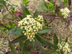 Baccharis