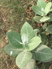 Calotropis