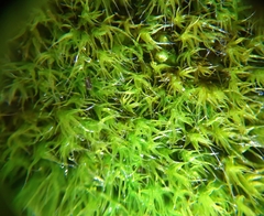 Grimmia trichophylla