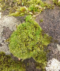 Grimmia trichophylla