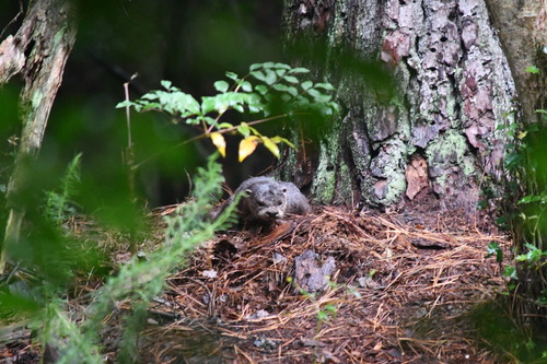 North American River Otter photographed in Delaware