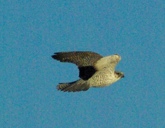 Falco rusticolus