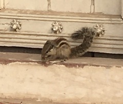 Funambulus pennantii