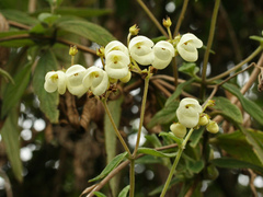 Calceolaria martinezii