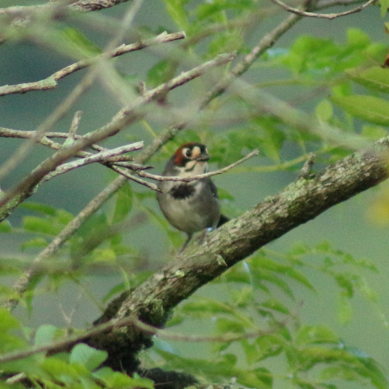 Cabanis's Ground Sparrow (Melozone cabanisi), photo 5