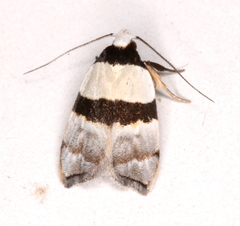 Zonopetala glauconephela