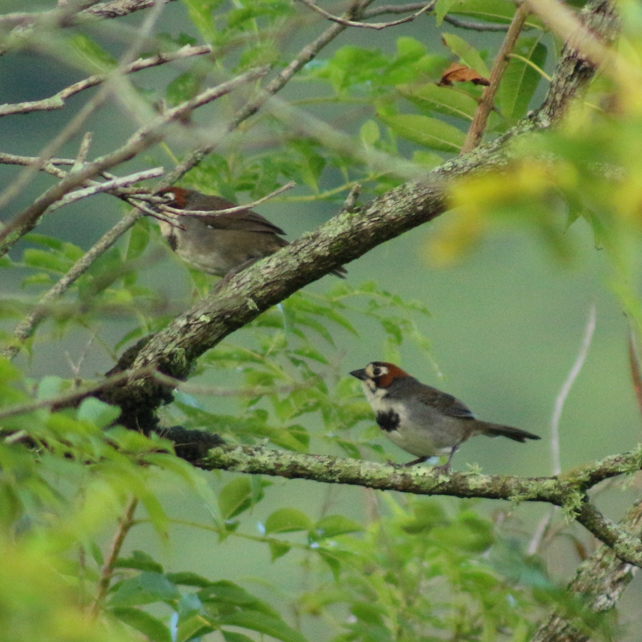 Cabanis's Ground Sparrow (Melozone cabanisi), photo 6