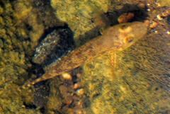 Glossogobius giuris