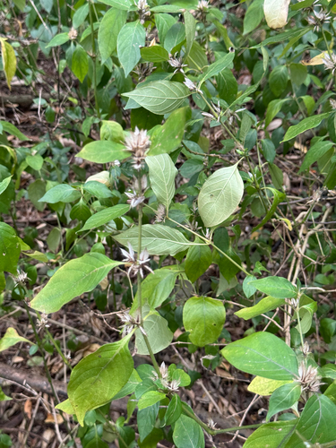Barleria cristata observed 2025-09-07