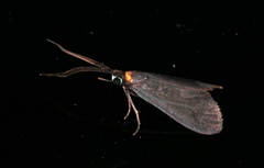 Pollanisus