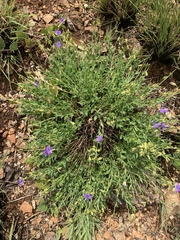 Polygala rehmannii