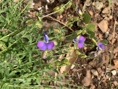 Polygala rehmannii