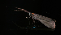 Pollanisus