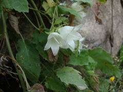 Campanula pendula