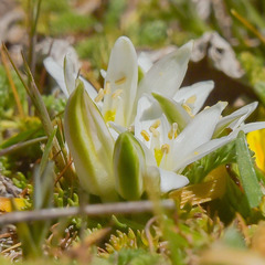 Ornithogalum sephtonii