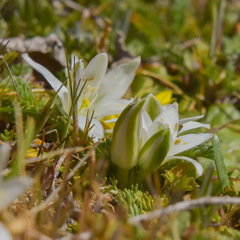 Ornithogalum sephtonii
