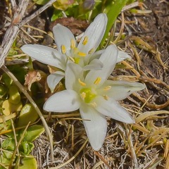 Ornithogalum sephtonii