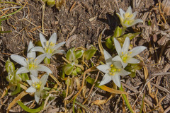 Ornithogalum sephtonii
