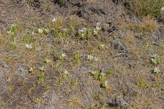 Ornithogalum sephtonii
