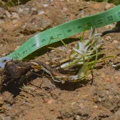 Ornithogalum sephtonii