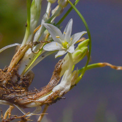 Ornithogalum sephtonii
