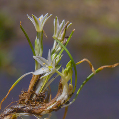Ornithogalum sephtonii
