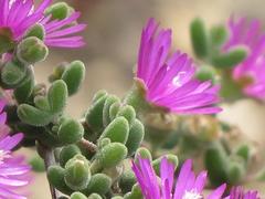Drosanthemum globosum