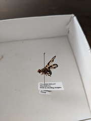 Idana marginata