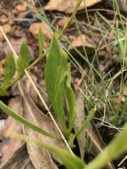 Helichrysum acutatum