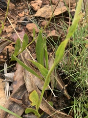 Helichrysum acutatum