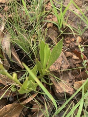 Helichrysum acutatum