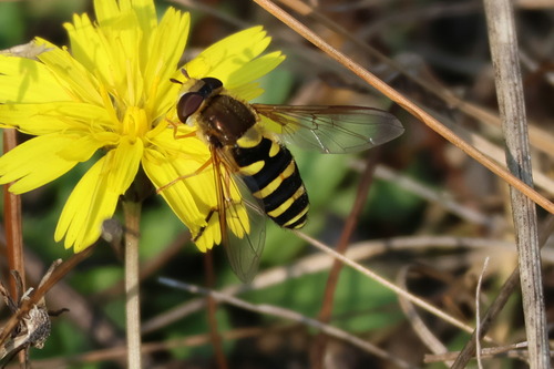 Unknown species found near Capital Regional District, BC, Canada