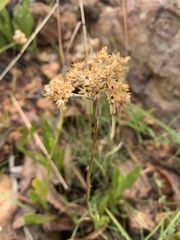 Helichrysum acutatum