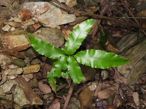 Lastreopsis poecilophlebia, 2025-08-16