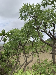 Cussonia natalensis