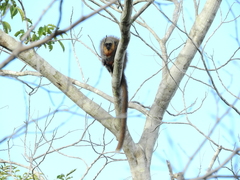 Plecturocebus moloch