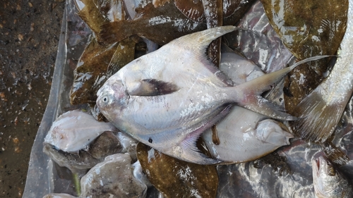 Zilveren botervis (Pampus argenteus) — Stromateidae — 3