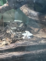 Bitis rhinoceros