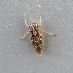 Idiocerus moniliferae